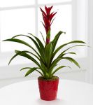 Bromeliad Plant