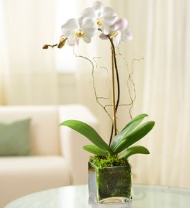 Elegant Orchid