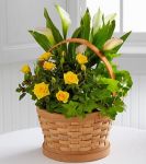 Cheerful Wishes Blooming Basket