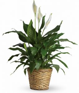 Elegant Spathiphyllum Medium