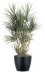 Marginata Plant 