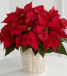 Red Poinsettia Basket (Sm)