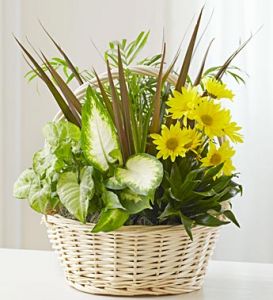 Dish Garden with Fresh Flowers