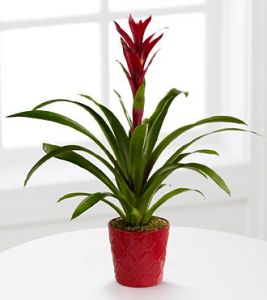 Bromeliad Plant