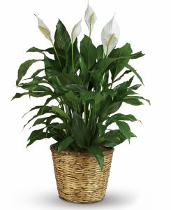 Elegant Spathiphyllum Large