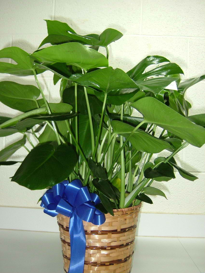 8" Split Leaf Philodenron Barstow Floral & Bridal