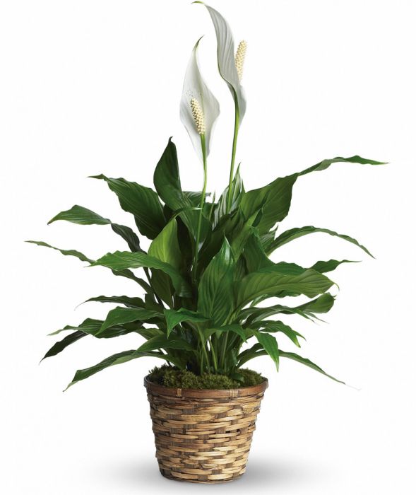 Elegant Spathiphyllum Small Barstow Floral & Bridal