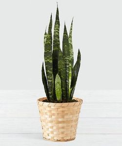 Sansevieria 